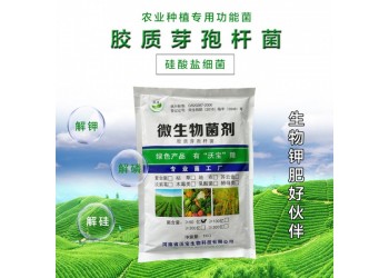 膠質(zhì)芽孢桿菌膠凍樣芽孢桿菌硅酸鹽細(xì)菌活孢子原菌粉有機(jī)拌種蘸根