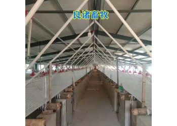 養豬場自動喂料線自動喂料系統絞龍料線