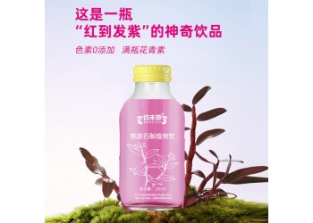 鐵皮石斛植物飲品招代理商 鐵皮石斛植物飲品大量批發(fā)